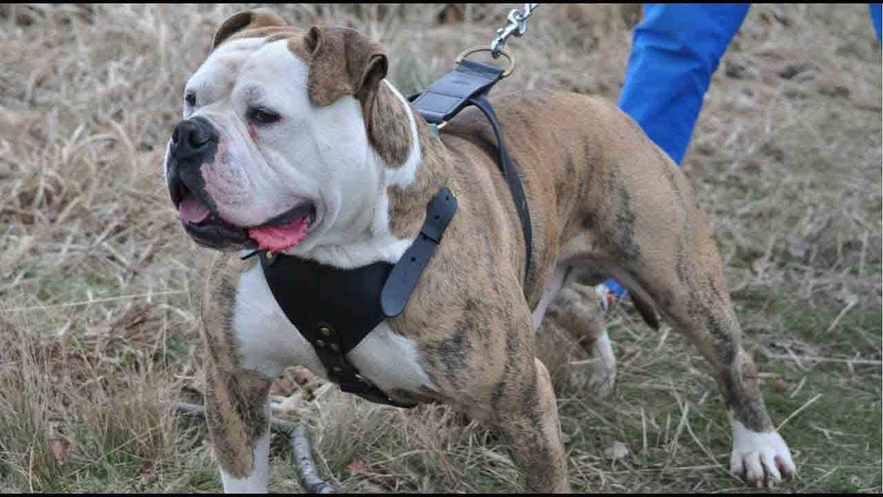 Alapaha Blue Blood Bulldog Bulldog breeds is a collective name for various breeds of dog of a particular type, also known as bull breeds.
